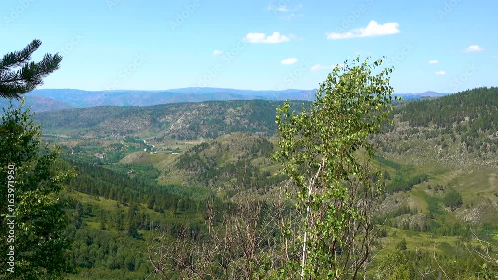 Birch sways in the wind on a background of beautiful mountains. Mountain of East Kazakhstan. Birch sways in the wind on a background of beautiful mountains. Mountain of East Kazakhstan.