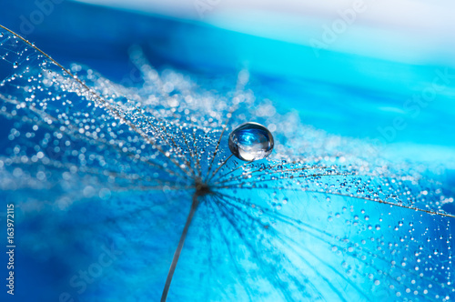 Fotografia Beautiful dew drops on a dandelion seed macro
