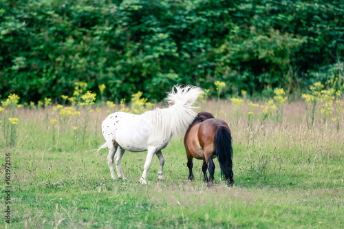 Mini Shetland Ponys spielen