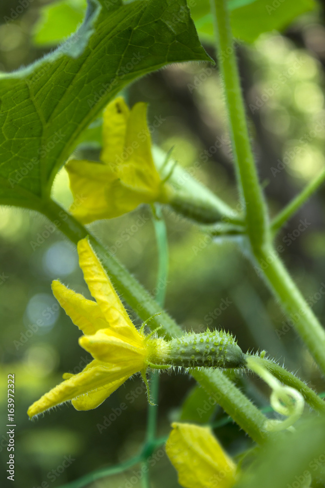 Flowering cucumbers on a bed in the garden, small, young vegetables