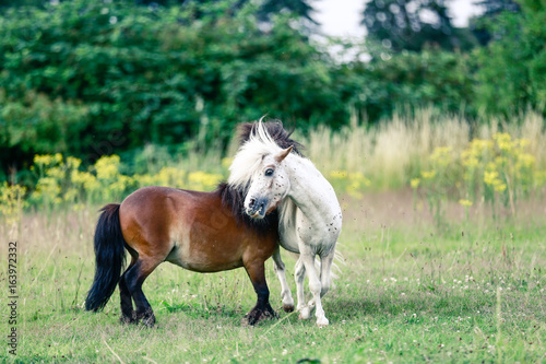 Mini Shetland Ponys spielen © Daniel