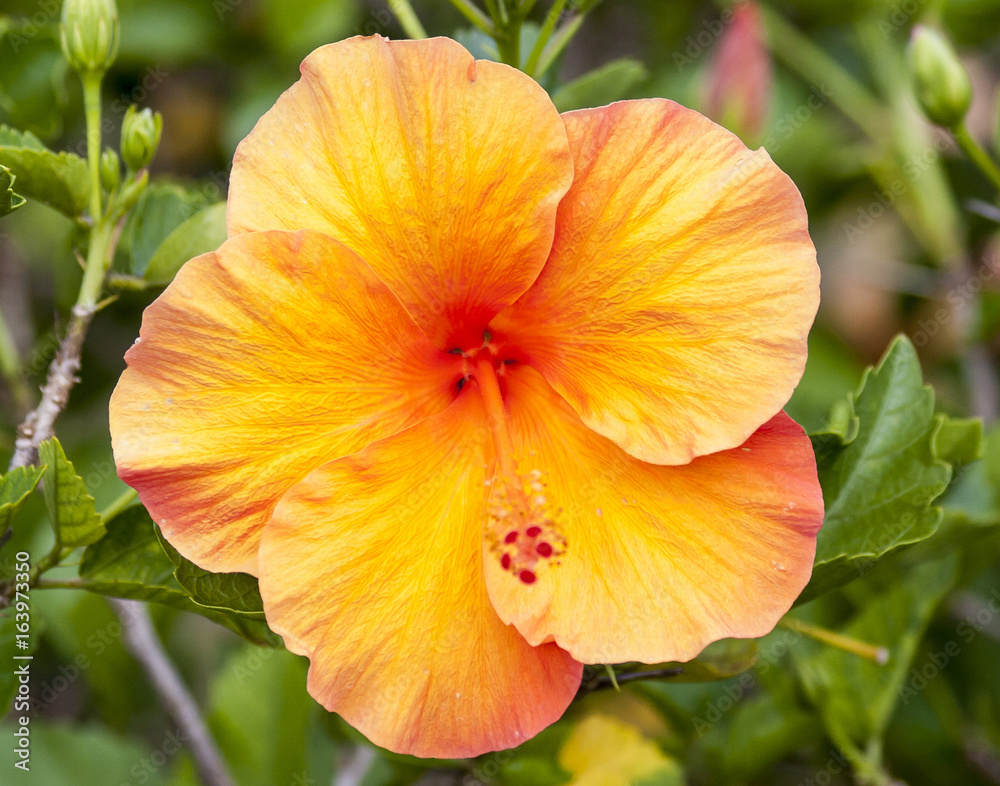 Beautiful Exotic Tropical Hawaiian Hibiscus Beautiful Exotic Tropical Hawaiian Hibiscus