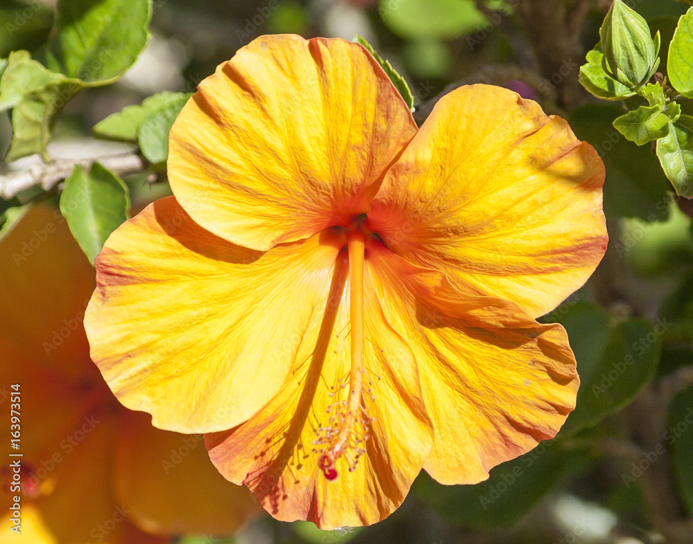 Beautiful Exotic Tropical Hawaiian Hibiscus Beautiful Exotic Tropical Hawaiian Hibiscus