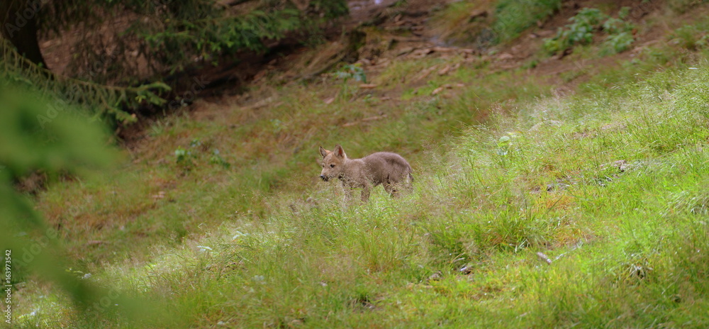 on my way, cute wolf puppy walking through deep gras on my way, cute wolf puppy walking through deep gras