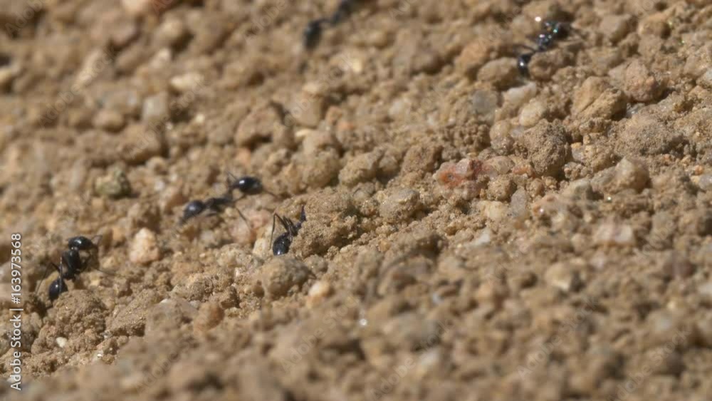 Black Ants in Desert Black Ants in Desert