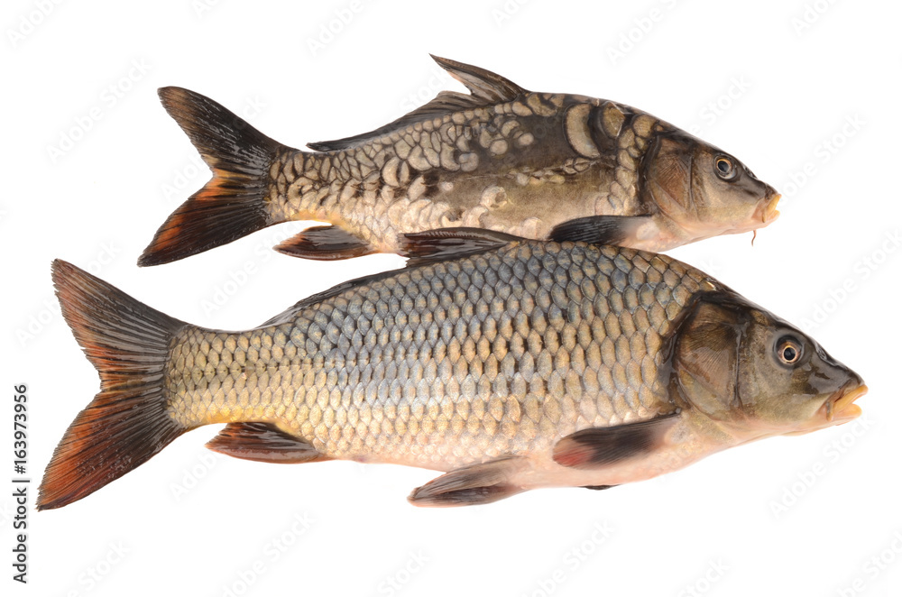 Fototapeta premium mirror and scaly carp on a white background