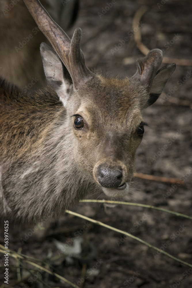 Fototapeta premium Reh Hirsch Rehkitz