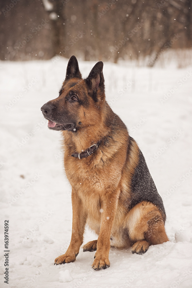 German shepherd sitting on the snow in the Park German shepherd sitting on the snow in the Park