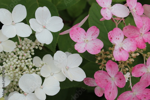 rosa - weiß Blumen