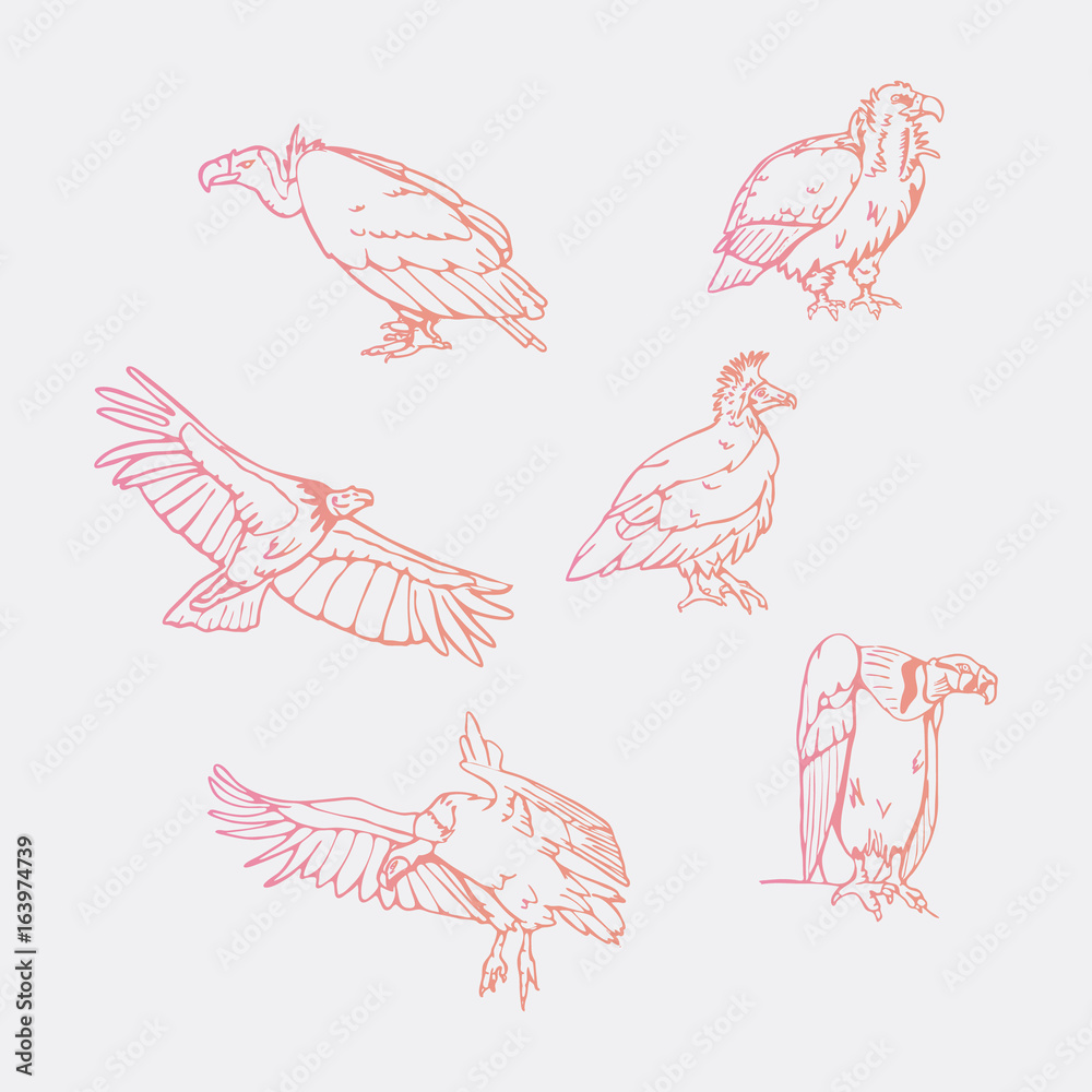 Obraz premium Hand-drawn pencil graphics, vulture, eagle, osprey, falcon, hawk, scavenger, condor, karkar, kite.Engraving, stencil style. Bird predator.Logo,sign,emblem,symbol Stamp,seal. Simple illustration Sketch