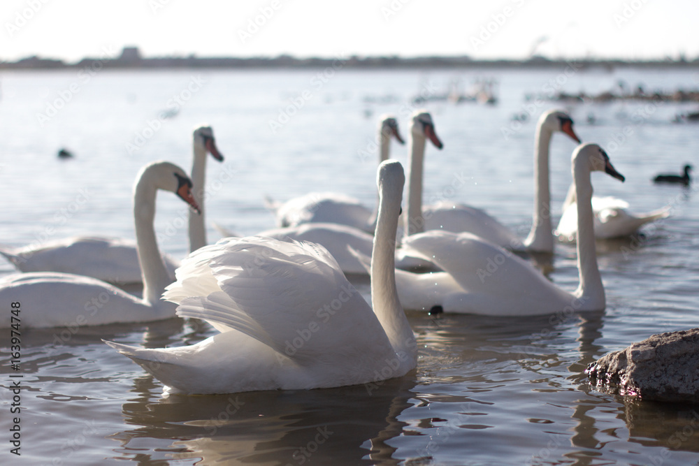 Beautiful white swan with the family in swan lake, romance, seasonal postcard, selective focus