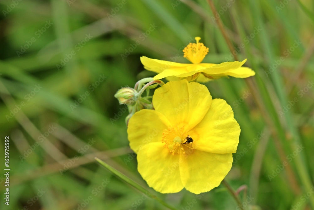 Gelbes Sonnenröschen (Helianthemum nummularium) Gelbes Sonnenröschen (Helianthemum nummularium)