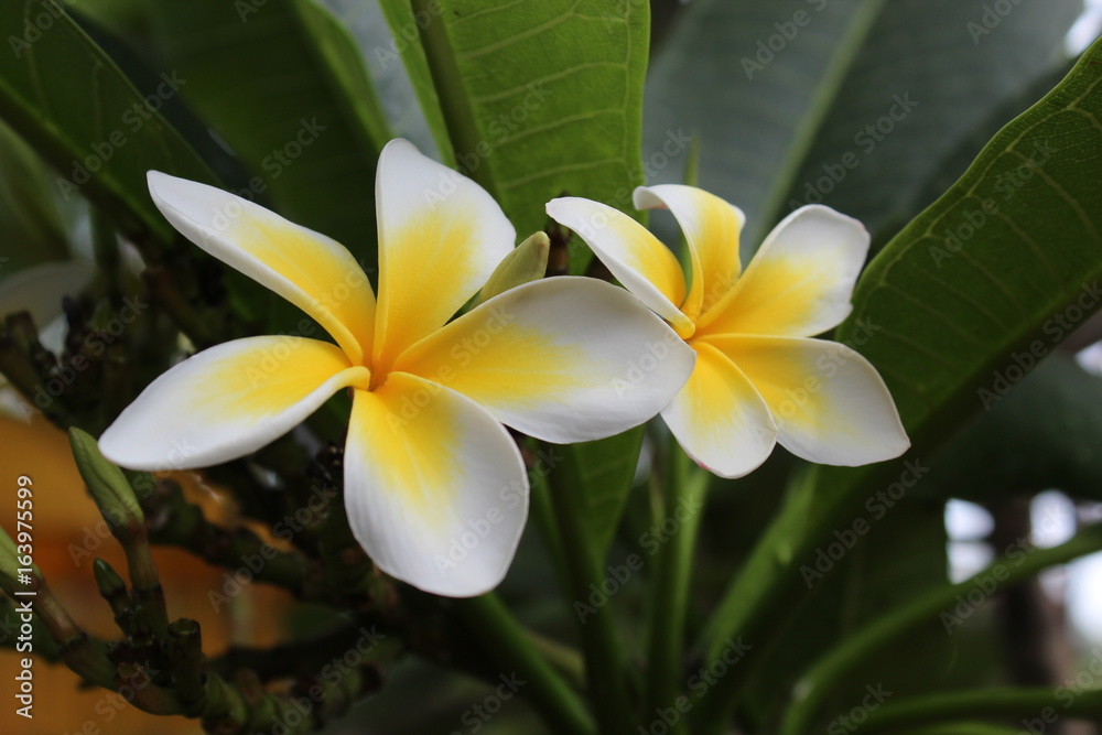 Fototapeta premium Frangipani