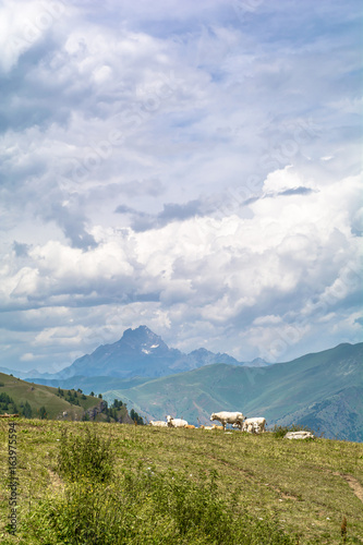 Il Monviso e i suoi verdi pascoli