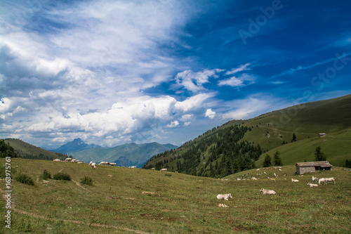 Il Monviso e i suoi verdi pascoli photo