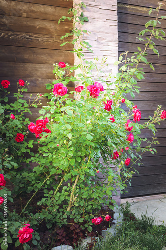 Fototapeta Naklejka Na Ścianę i Meble -  A bush of roses grows on a flower bed near a fence at a country house. Vertical photograph.