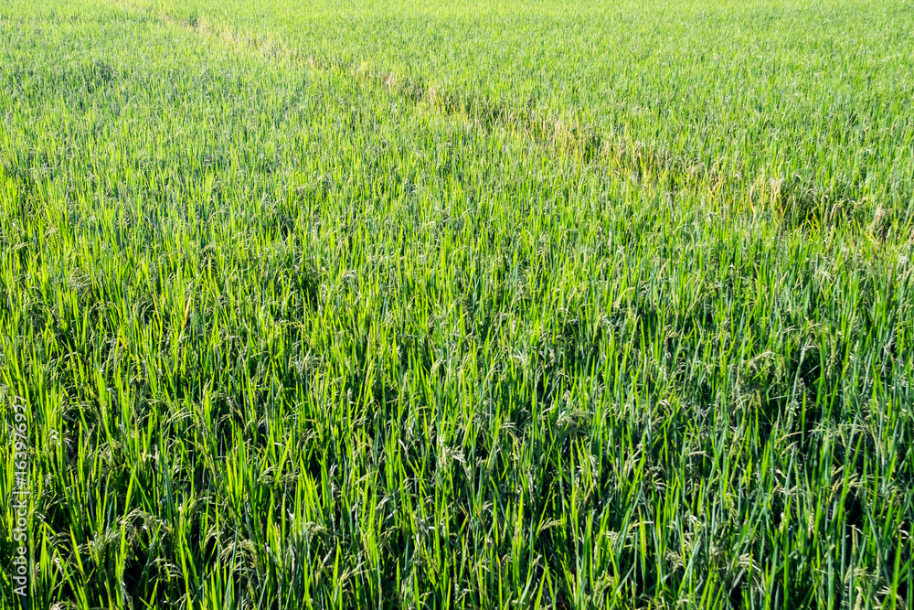 Fototapeta premium Frame-filling Indian paddy field showing short, high yielding variety of rice bearing beautiful golden ears. Horizontal composition. Top view. No sky.