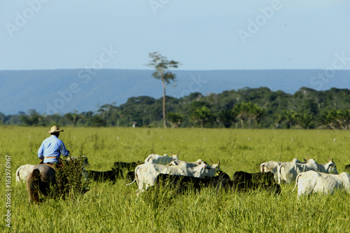 Fazenda de gado - MT