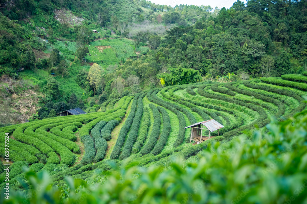 Green Tea Plantations  with cottage at Doi Ang Khang , thailand
