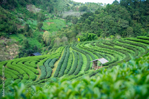 Green Tea Plantations with cottage at Doi Ang Khang , thailand