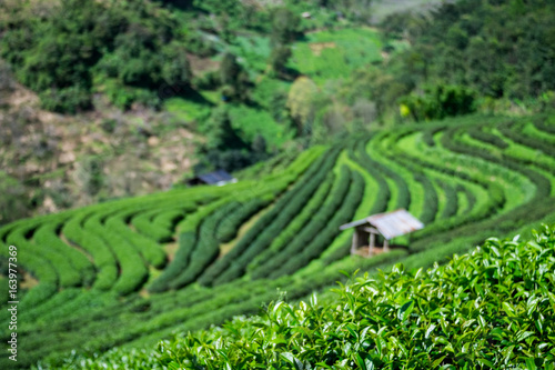 Focus tea leaf and Green Tea Plantations background with cottage at Doi Ang Khang , thailand