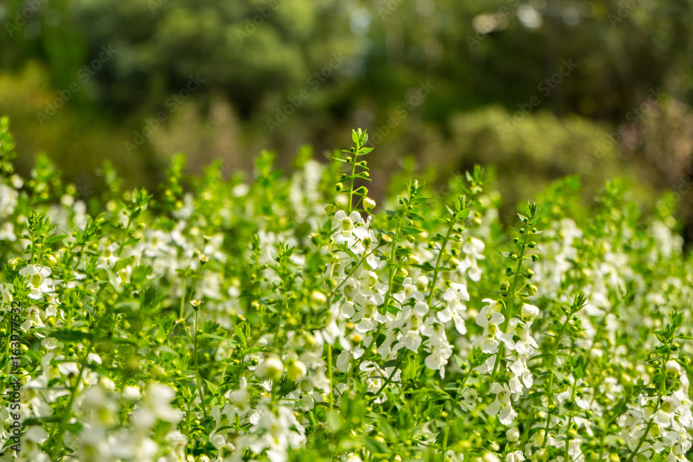 Little white flower on the grass - soft focus Little white flower on the grass - soft focus