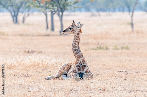 Namibian giraffe lying on the grass