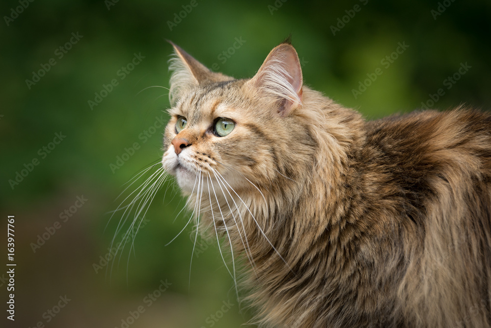 A Maine Coon cat looks off in the distance