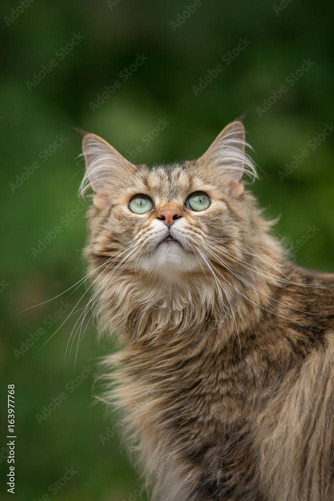A cute Maine Coon cat stares up