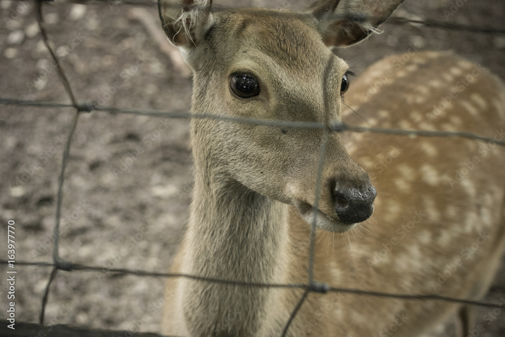 Obraz premium Reh Hirsch Rehkitz
