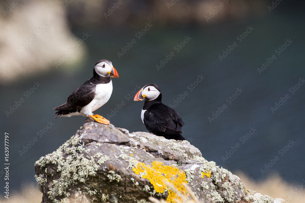 Fototapeta premium British Puffin Seabird (Fratercula arctica) from Skomer Island, Pembrokeshire, Wales UK