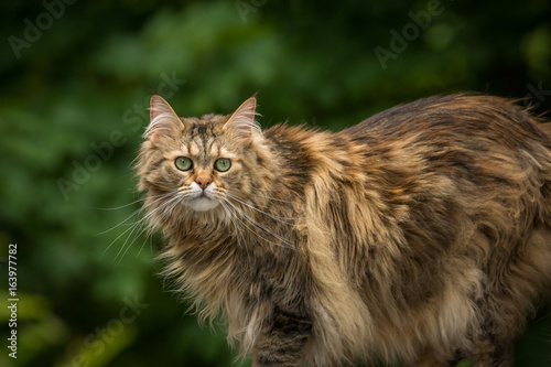 A Maine Coon cat stops mid track to stare at the camera
