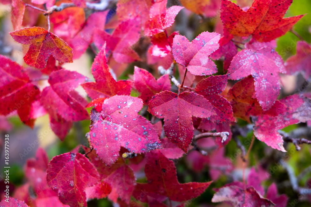 Red Autumn leaves maples leaves in forest Red Autumn leaves maples leaves in forest