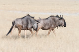 Two blue wildebeest walking in grass