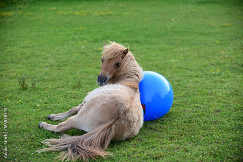 Fototapeta Naklejka Na Ścianę i Meble -  Shetland pony foal playing