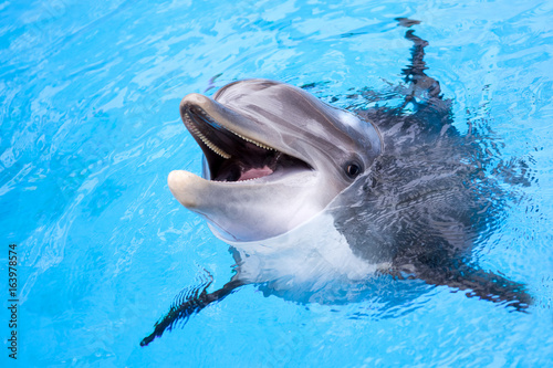Fotobehang Dolphin