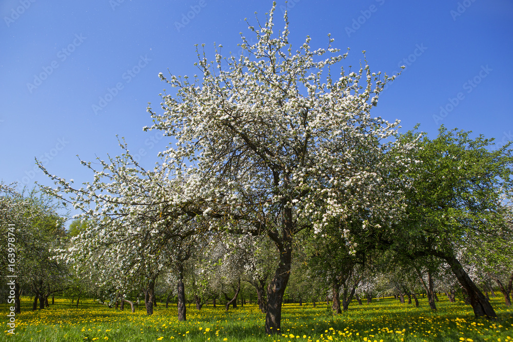 Blooming garden. Many apple trees and flowers. Blooming garden. Many apple trees and flowers.