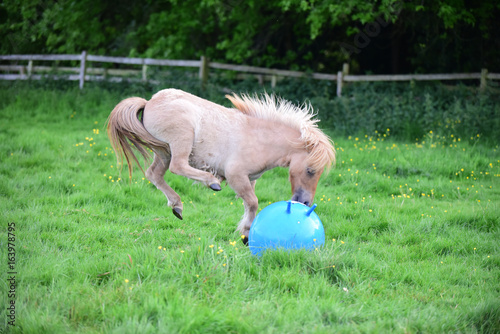 Fototapeta Naklejka Na Ścianę i Meble -  Shetland pony foal playing