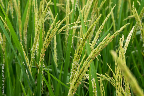 Closeup of rice spike in Paddy field on autum.