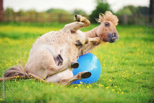 Fototapeta Naklejka Na Ścianę i Meble -  Shetland pony foal playing with ball