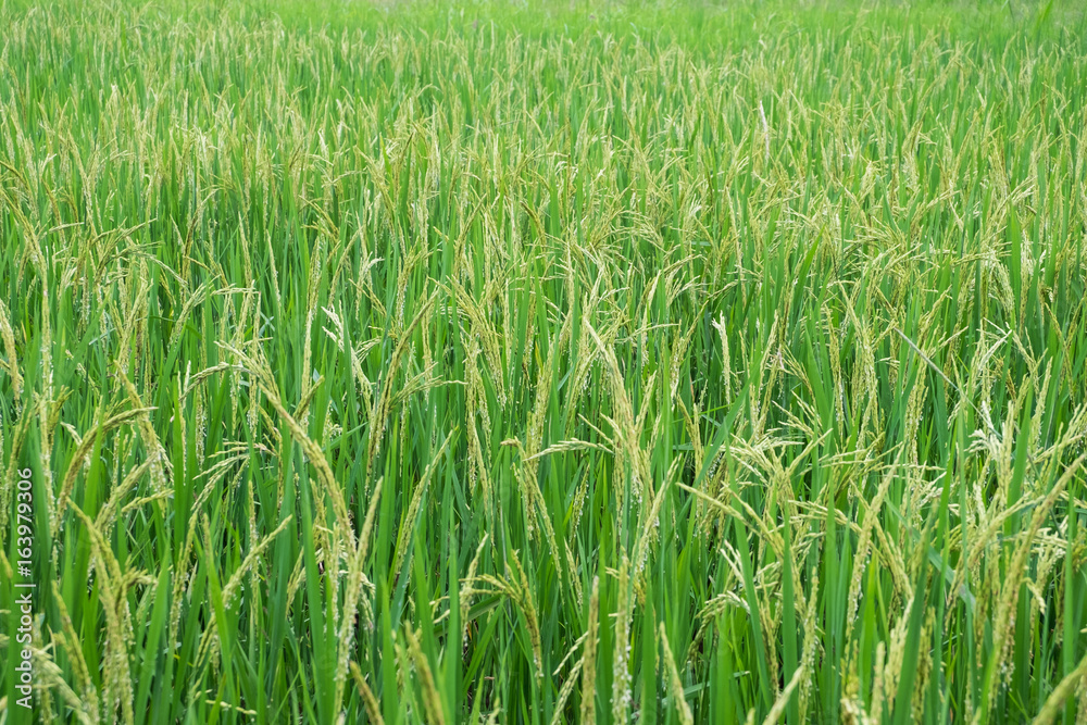Growth leafs of paddy rice at countryside farm. texture of green grass fields background in Thailand Growth leafs of paddy rice at countryside farm. texture of green grass fields background in Thailand