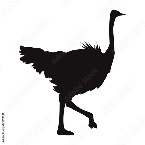 ostrich birds of savannah african fauna wildlife in tropics