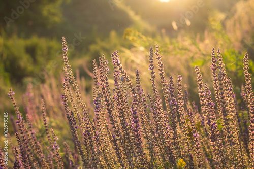 wild meadow flowers on evening sunlight background