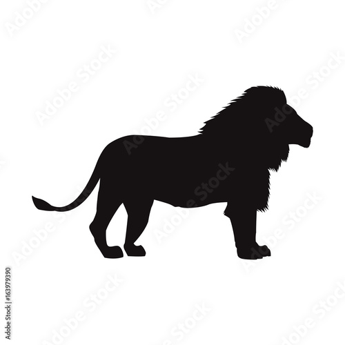 big lion african proud powerful nobility standing and fierce