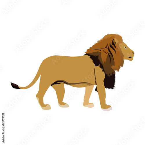 big lion african proud powerful nobility standing and fierce