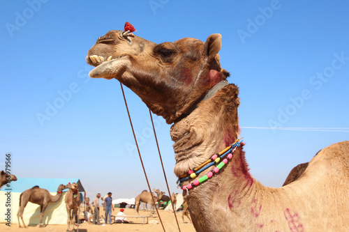 Inde / Pushkar Camel Fair © Brad Pict