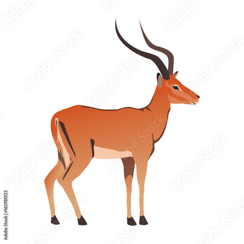 portrait of a standing impala africa mammal wild