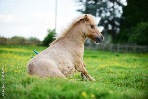 Fototapeta Naklejka Na Ścianę i Meble -  Shetland pony foal playing