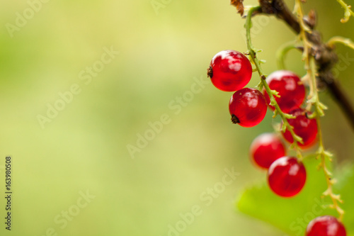 Red currant fruit on the bush. Harvest of ripe fluffy red currant. Red fruits on a green background.