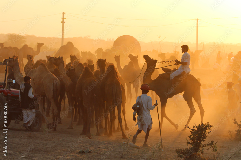 Inde / Pushkar Camel Fair